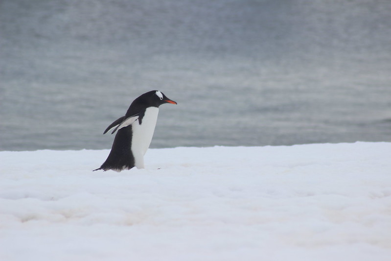 Cuverville Island