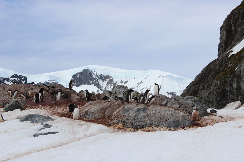 Cuverville Island