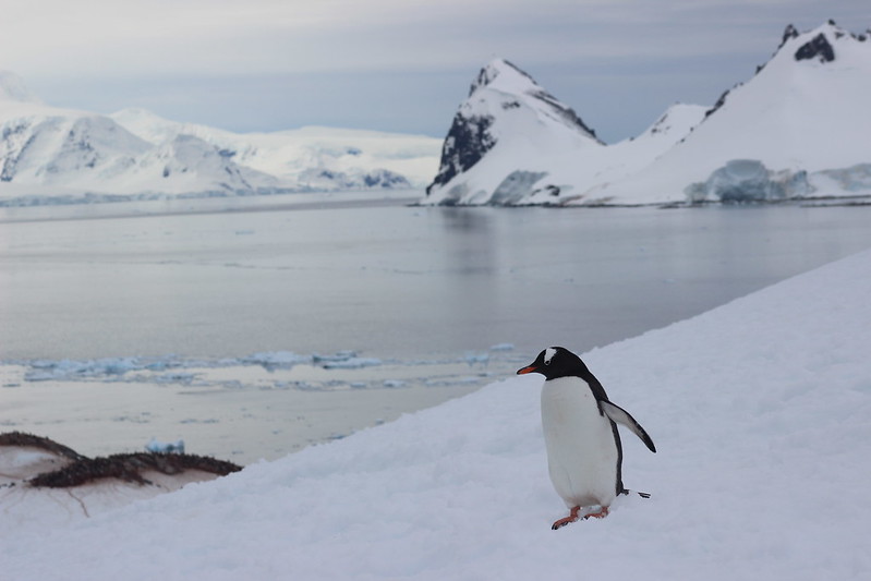 Cuverville Island