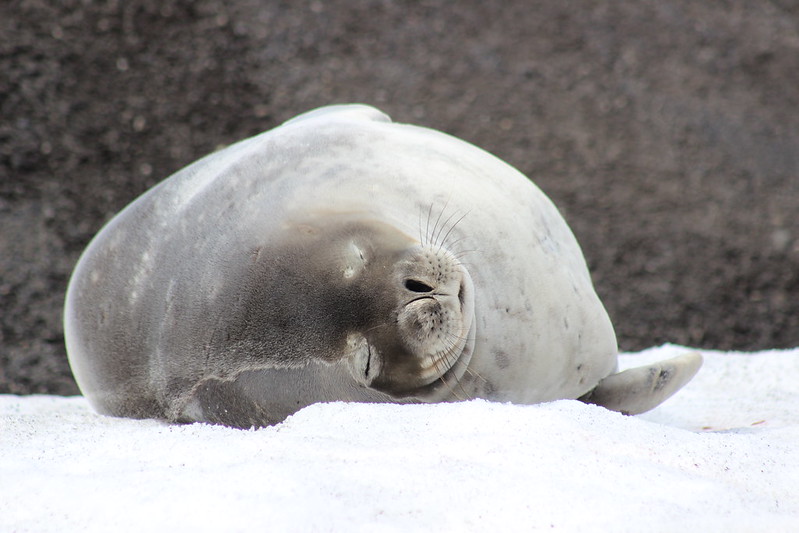 Deception Island - Telephon Bay