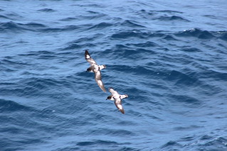 Drake Passage Day 2