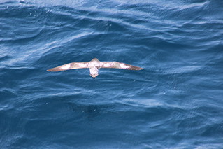 Drake Passage Day 2