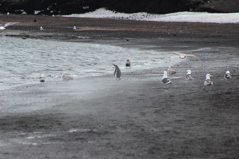 Deception Island - Telephon Bay