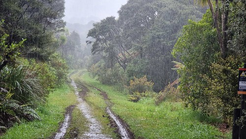 Cutty Grass Track