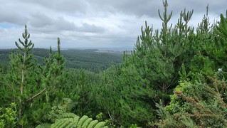 Riverhead Forest