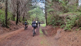 Riverhead Forest