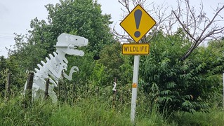 Waitoki Wildlife!