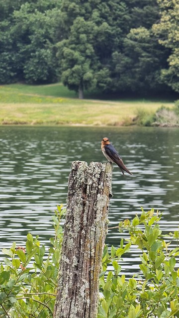 Jones Landing