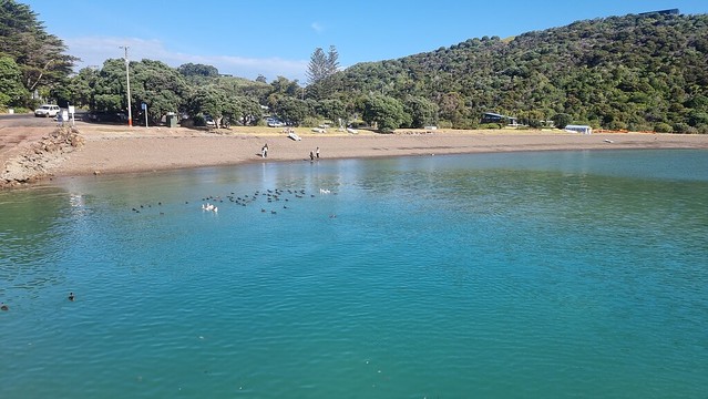 Matiatia ducks