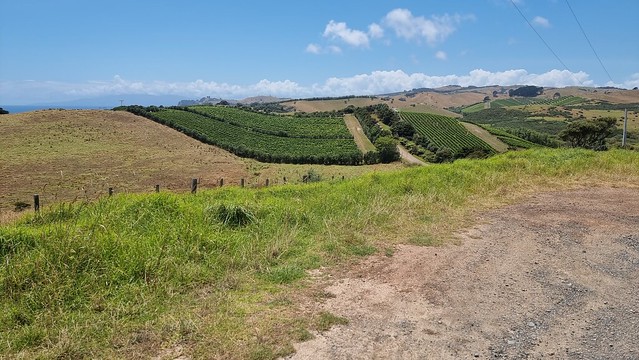 Waiheke