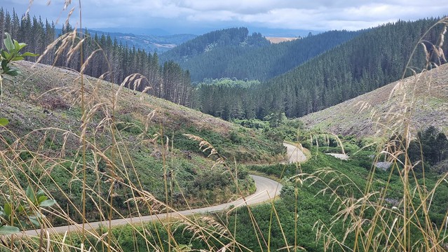 Pigeon Valley Rd