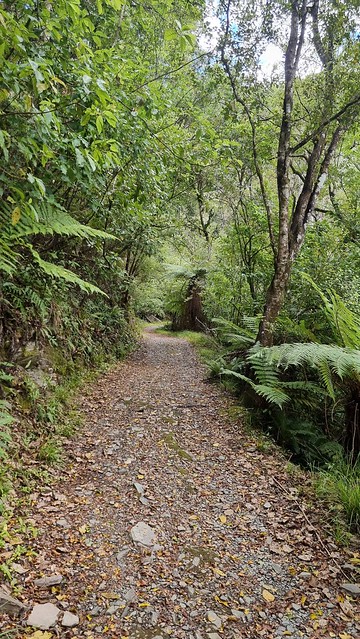 Into the bush