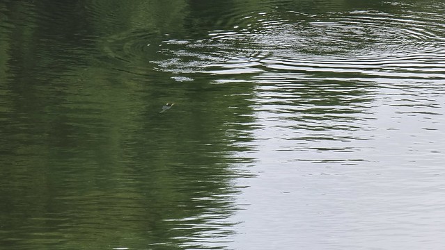 Shag fishing