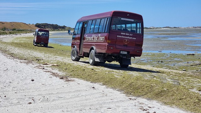 Buses go in pairs