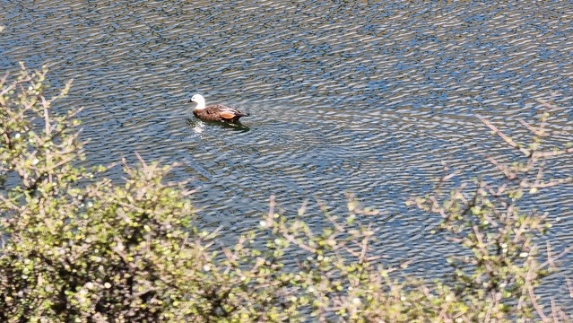 Moke Lake resident