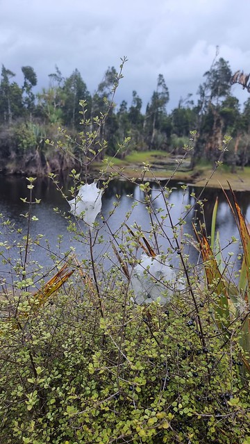 Mahināpua Creek / Tūwharewhare