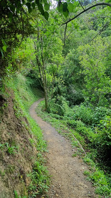 Link Pathway proper
