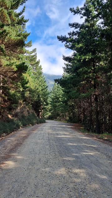 Port Underwood Rd