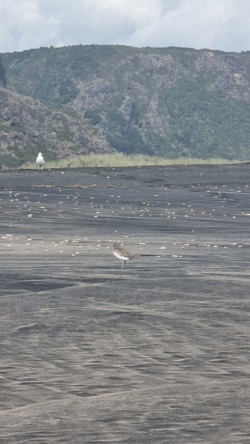 Whatipu Beach