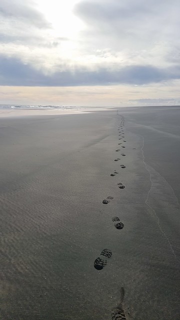 Whatipu Beach