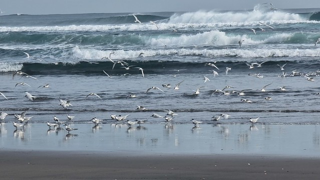 Whatipu Beach