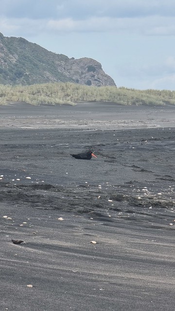 Whatipu Beach