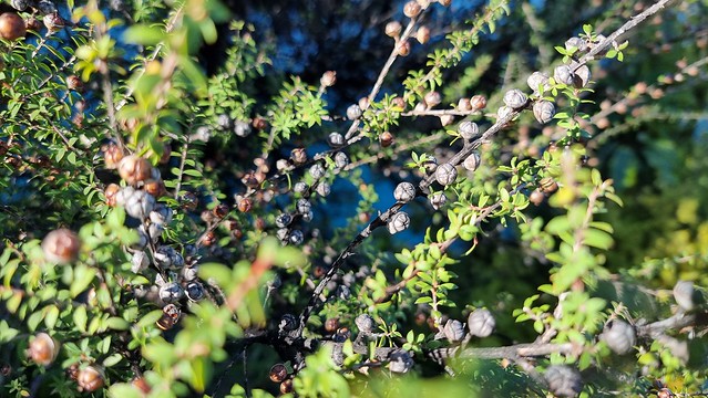 Waihora Trail