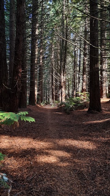 Redwoods
