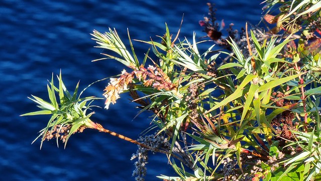 Waihora Trail