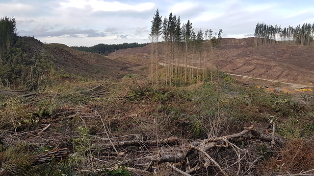 Waipapa Forest