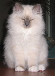 Carlos looking innocent