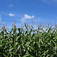Summer Crop