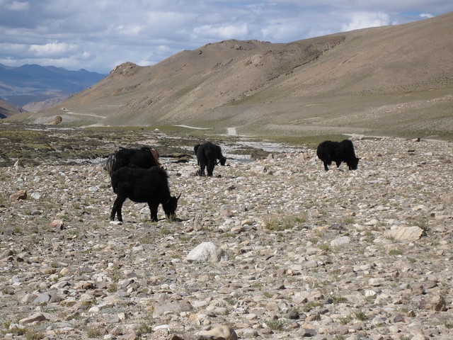 Yaks on the road back from Chomolungma, Mt Everest
