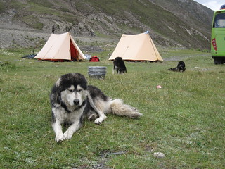 Nice doggy