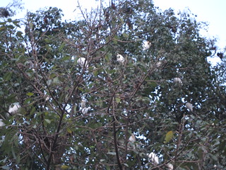 Kathmandu bats & birds