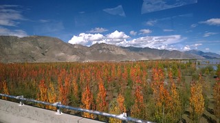 Lhasa