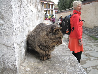 A B, Cat