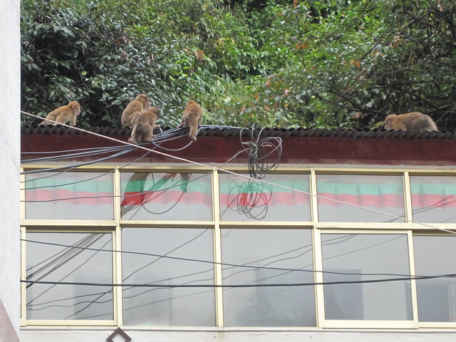 Wire Monkey