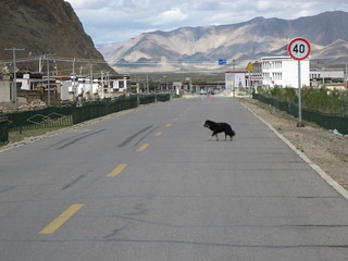 Dog crossing