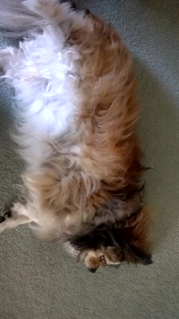 Alfie back sneeze
