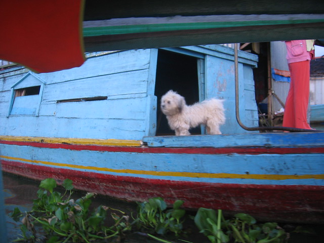 Little pooch