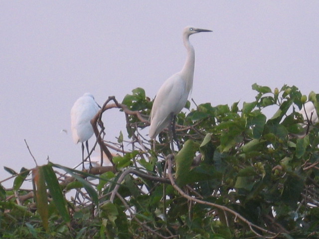 The Stork Sanctuary