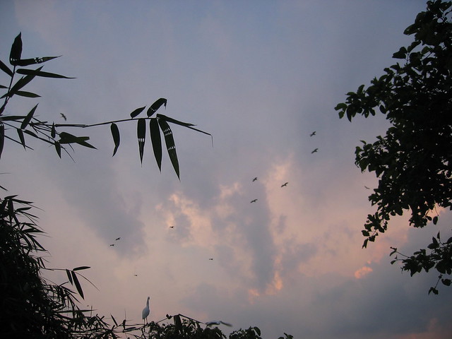 The Stork Sanctuary