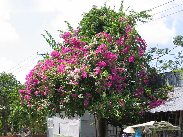 Tropical growth