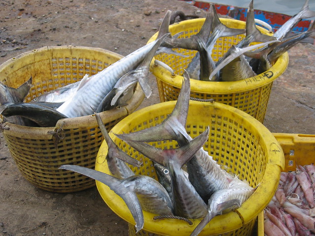 Tuna