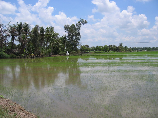 Paddy reflections
