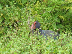 Greg the Takahe
