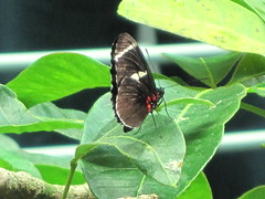 Rain Forest Dome