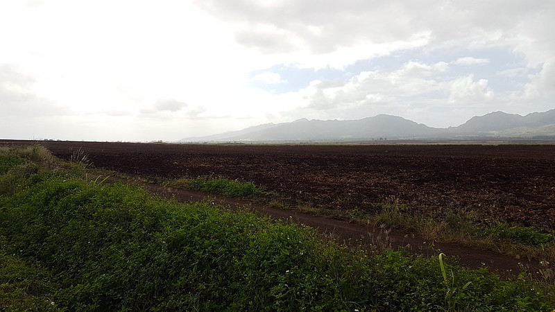 Pineapple fields