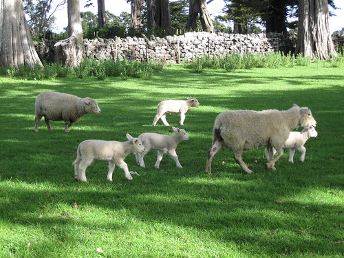 Spring in Cornwall Park